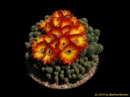 Sulcorebutia tarabucoensis v. callecallensis L389 1620